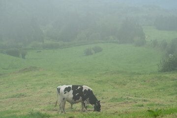 Cow grazing at field on foggy day