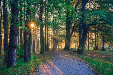 Morning landscape in the green forest. Sidewalk in the park with the sun in the background.