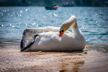 swan on the lake