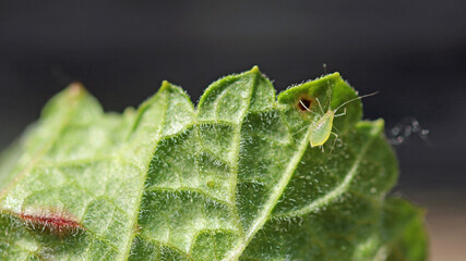 Currant blister aphid sucking leaf sap - obrazy, fototapety, plakaty