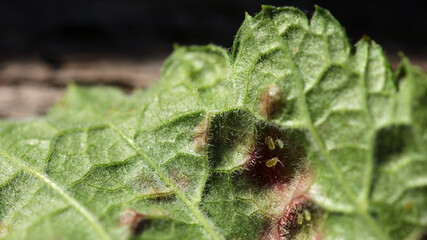 Currant blister aphid sucking leaf sap