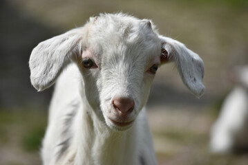 portrait of a goat