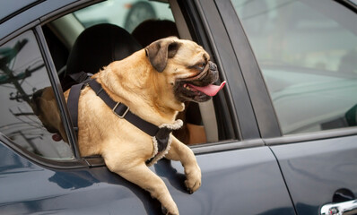 Cute brown pug dog hanging out of a car window with tongue out.