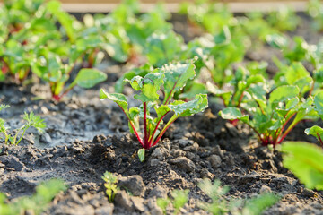 Close-up of young beet seedlings growing in garden
