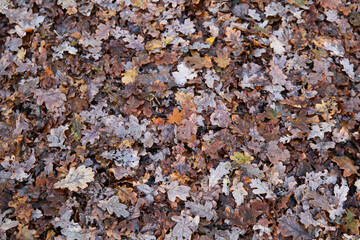 Autumn Leaves on the ground, United Kingdom