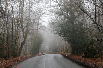 Misty Road in Epping Forest, United Kingdom