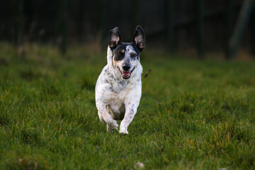 Pet Dogs enjoying a walk, United Kingdom