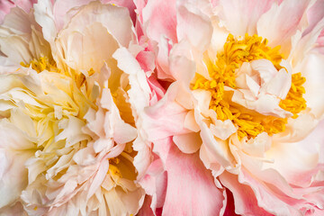 close up of pink peony © adrianad