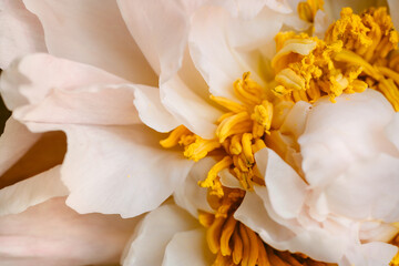 Obraz na płótnie Canvas close up of white peony flower