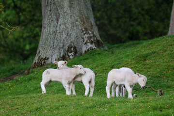 Obraz na płótnie Canvas Spring Lambs on a Sheep Farm in Wales, United Kingdom