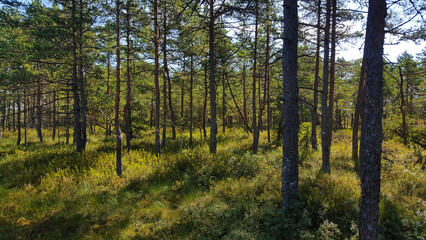 estonia swamp moor landscape view nature trail national park