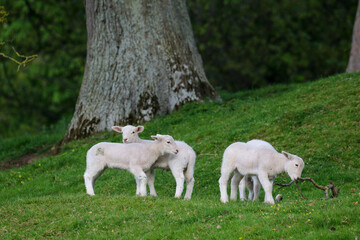 Obraz premium Cute Lambs on a Sheep Farm, Wales
