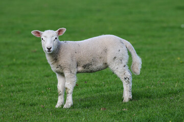 Cute Lambs on a Sheep Farm, Wales