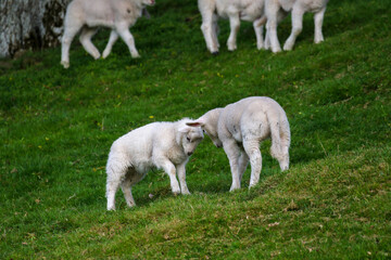 Naklejka premium Cute Lambs on a Sheep Farm, Wales