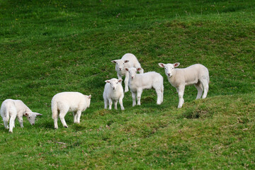 Obraz premium Cute Lambs on a Sheep Farm, Wales