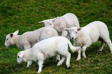 Obraz premium Cute Lambs on a Sheep Farm, Wales