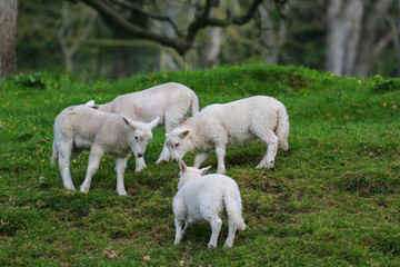 Obraz premium Cute Lambs on a Sheep Farm, Wales