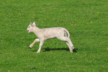 Cute Lambs on a Sheep Farm, Wales