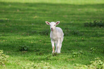 Obraz na płótnie Canvas Cute Lambs on a Sheep Farm, Wales
