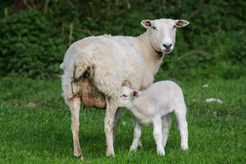 Lamb suckling from their mother, Sheep Farming, Wales