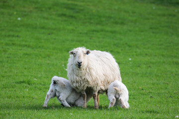 Obraz premium Lamb suckling from their mother, Sheep Farming, Wales