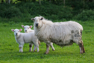 Fototapeta premium Sheep Framing in Wales, United Kingdom