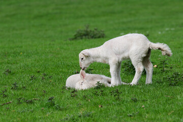 Obraz premium Cute Lambs on a Sheep Farm, Wales