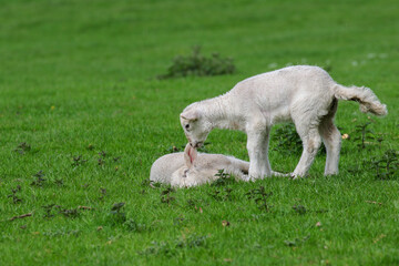 Obraz premium Cute Lambs on a Sheep Farm, Wales