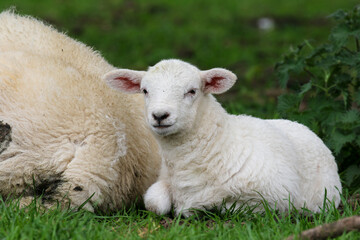 Fototapeta premium Cute Lambs on a Sheep Farm, Wales