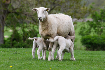 Obraz premium Lamb suckling from their mother, Sheep Farming, Wales