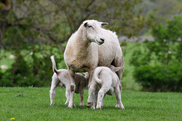 Lamb suckling from their mother, Sheep Farming, Wales