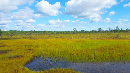 Fototapeta premium estonia swamp moor landscape view nature trail national park