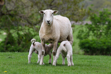 Obraz premium Lamb suckling from their mother, Sheep Farming, Wales