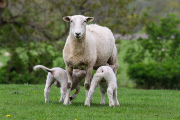 Fototapeta premium Lamb suckling from their mother, Sheep Farming, Wales