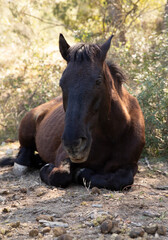 Fototapeta premium Beautiful amazing chestnut brown mare lies on the ground. The horse is resting