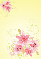 Lily pink, vector floral background