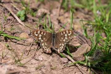 Close up of a speckled wood (pararge aegeria) butterfly