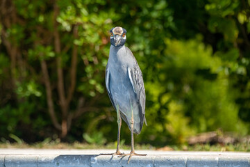 Fototapeta premium A yellow-crowned night heron (Nyctanassa violacea)