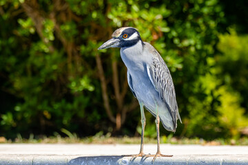 A yellow-crowned night heron (Nyctanassa violacea)
