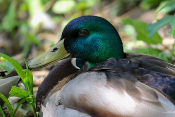 Obraz premium Male Mallard Duck, close up