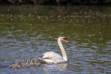 Mute Swan with Cygnets