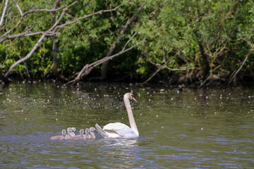 Mute Swan with Cygnets