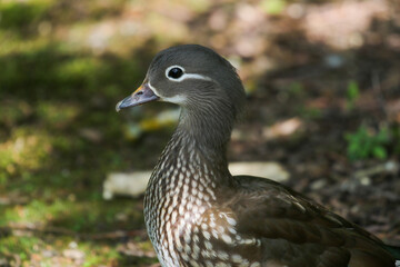 Female Mandarin Duck (Aix galericulata)