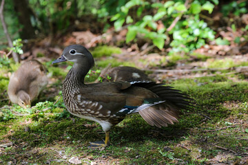 Female Mandarin Duck (Aix galericulata)