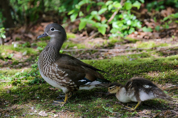 Female Mandarin Duck (Aix galericulata)