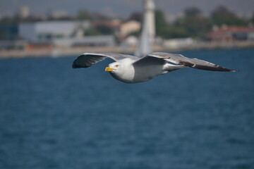 seagull flying in the sky