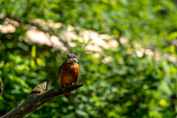 Common Kingfisher