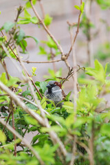 A close-up photo of a House Sparrow on a branch.