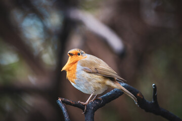 A close-up photo of Robin on a branch.