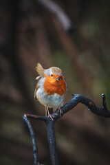 A close-up photo of Robin on a branch.